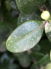 Eurytetranychus buxi