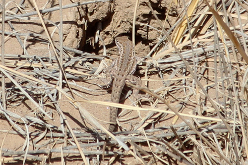 Eastern Side-blotched Lizard