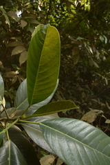 Ficus callosa