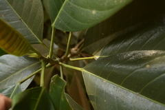 Ficus callosa