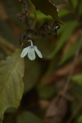 Ecbolium ligustrinum