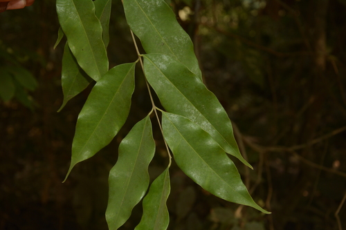 Syzygium gardneri, 2017-04-03