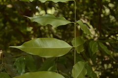 Syzygium gardneri