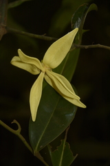 Artabotrys zeylanicus