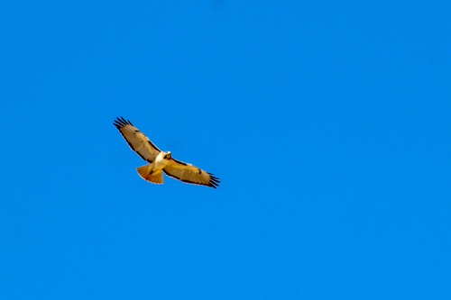 Red-tailed Hawk