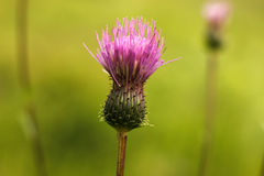 Cirsium serratuloides