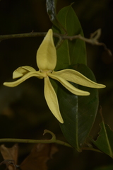 Artabotrys zeylanicus