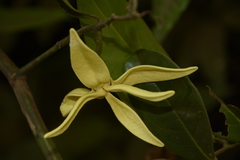 Artabotrys zeylanicus