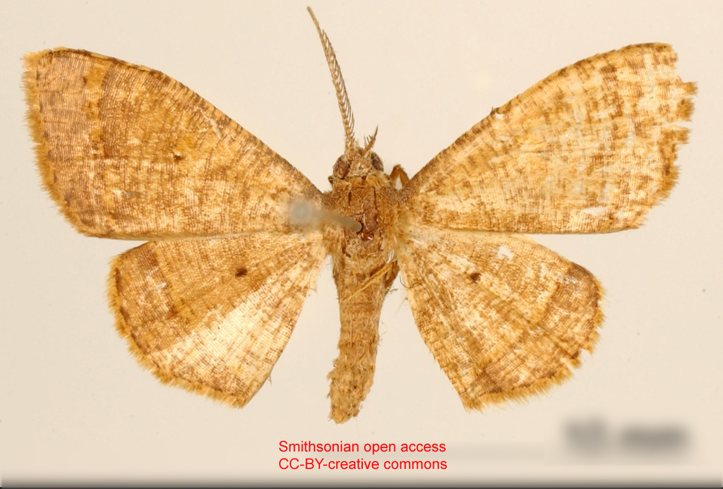Cyclomia strigifera