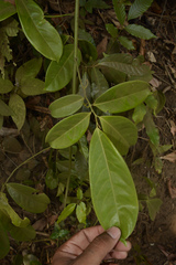 Artabotrys zeylanicus