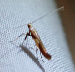 Caloptilia stigmatella