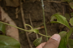 Artabotrys zeylanicus