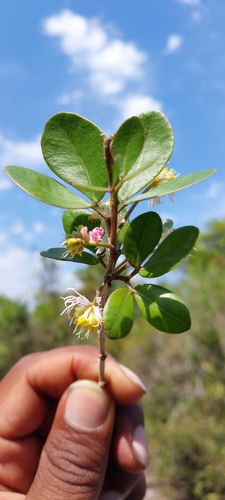 Dichrostachys paucifoliolata