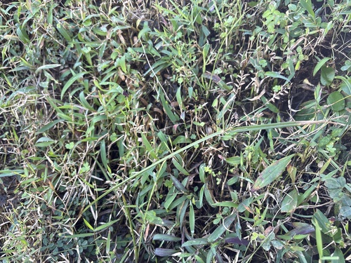 Cyperus serotinus iNat (3)