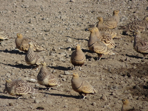 Chestnut-bellied Sandgrouse