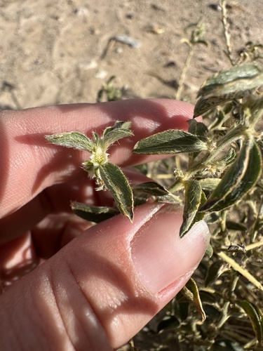 Image of Argythamnia serrata by (c) Melanie J. Davis, some rights reserved (CC BY)