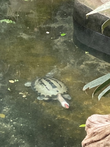 Biuku, Batagur borneoensis