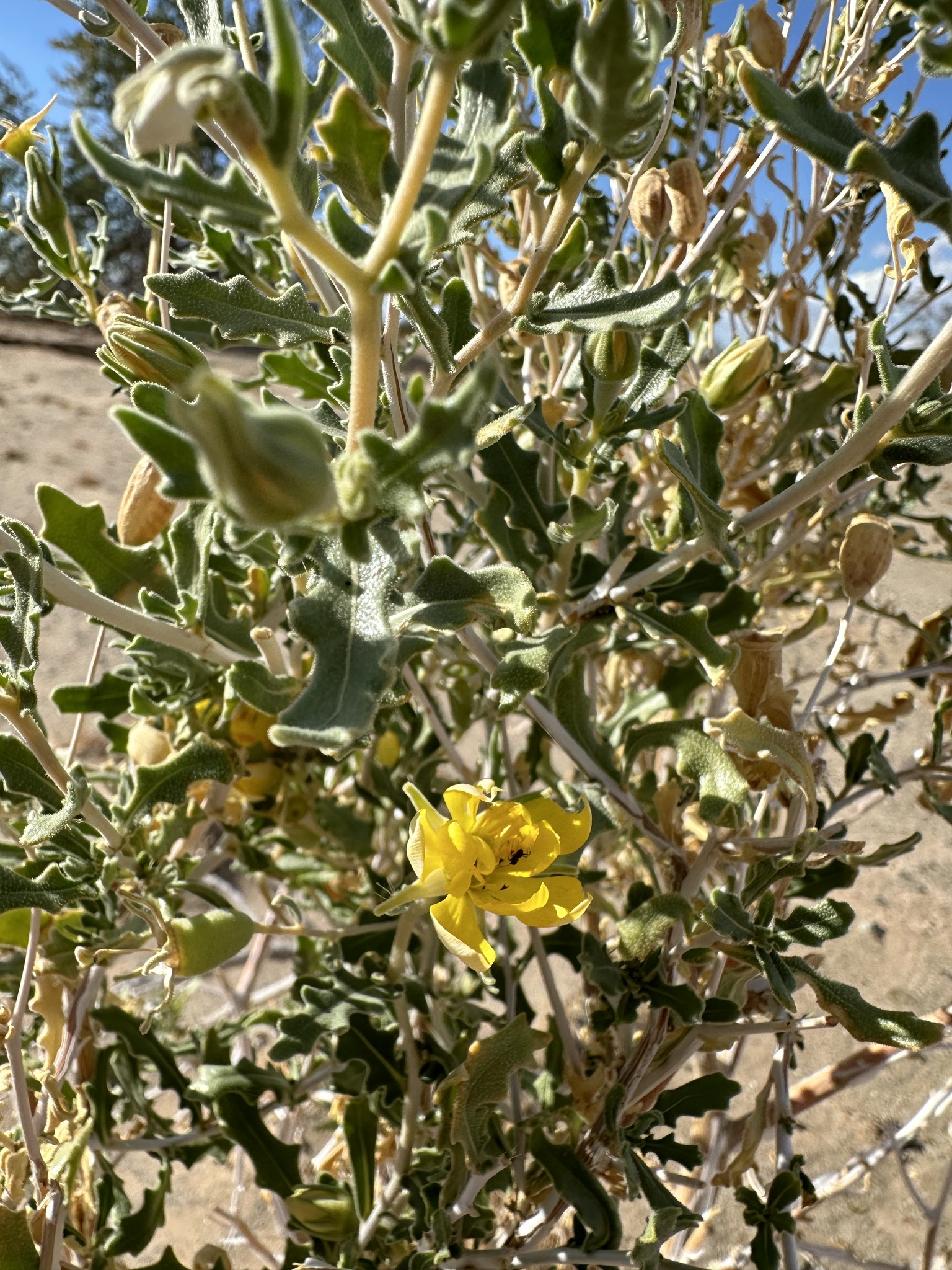 Mentzelia longiloba