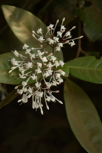 Ixora nigricans, photograph 3