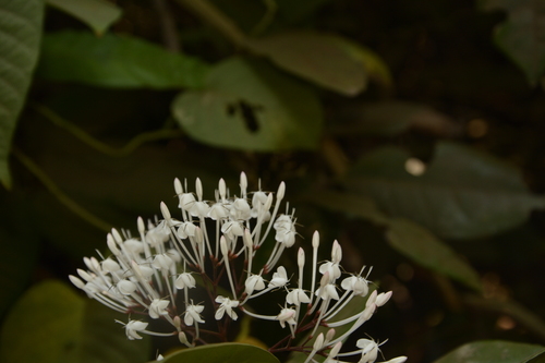 Ixora nigricans, photograph 5
