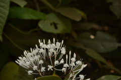 Ixora nigricans