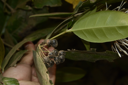 Ixora nigricans, photograph 4