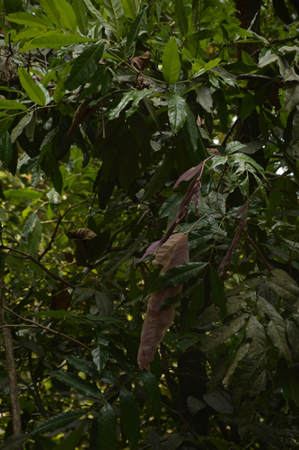 Saraca asoca