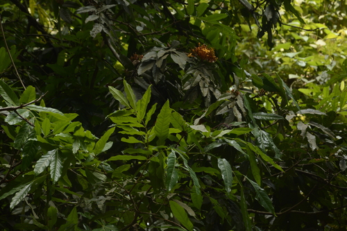 Saraca asoca