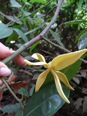 Artabotrys zeylanicus