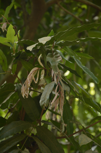 Image of Saraca asoca by (c) Siddarth Machado, some rights reserved (CC BY)