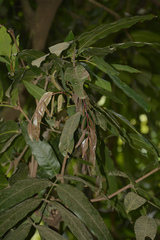 Saraca asoca