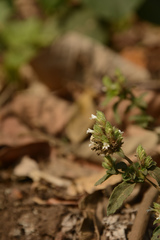 Lepidagathis incurva