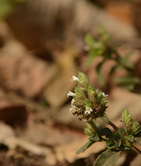 Lepidagathis incurva