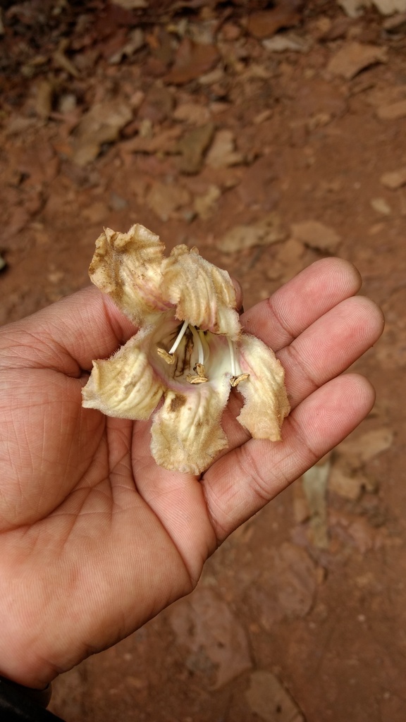 Pajanelia longifolia