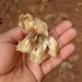 Pajanelia longifolia - Photo (c) Siddarth Machado,  זכויות יוצרים חלקיות (CC BY), הועלה על ידי Siddarth Machado