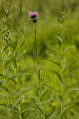 Cirsium serratuloides