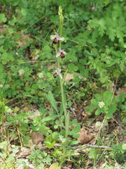 Ophrys oestrifera