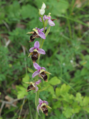 Ophrys oestrifera