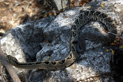 Photo of a Northwestern Neotropical Rattlesnake (Crotalus culminatus)