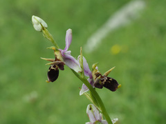 Ophrys oestrifera