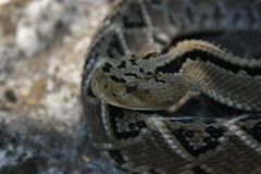 Crotalus culminatus