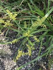 Cyperus microiria