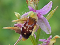 Ophrys oestrifera