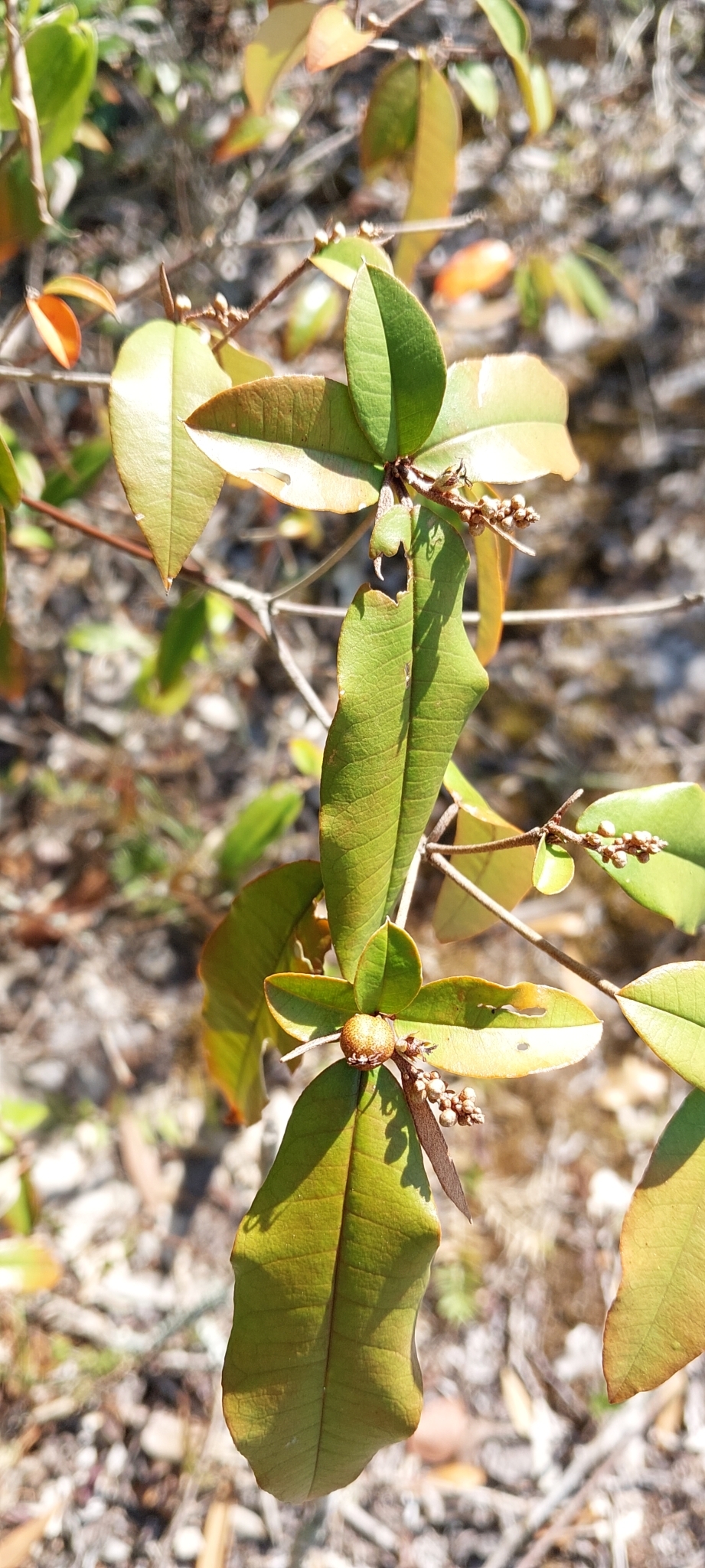 Croton trichotomus