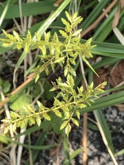 Cyperus microiria