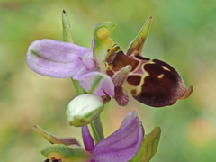 Ophrys oestrifera