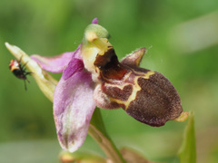 Ophrys oestrifera