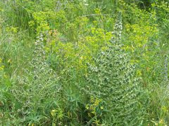 Echium italicum biebersteinii