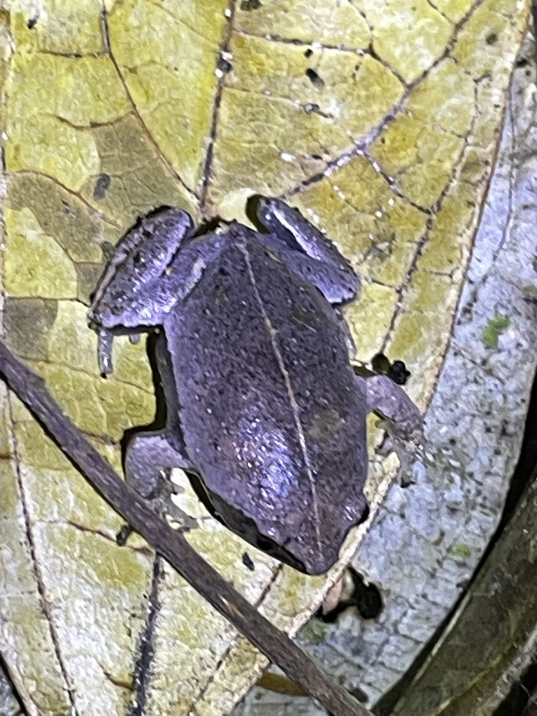 Brown Egg Frog