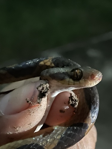Leptodeira approximans
